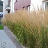 Calamagrostis Karl Foerster